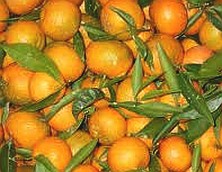 Clementine della calabria