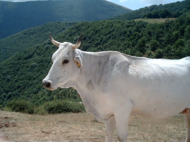 CHIANINA